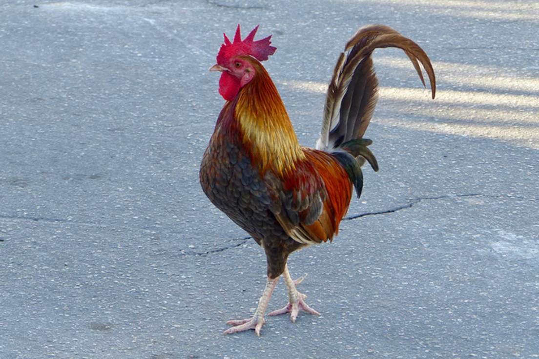 7 Common Idioms That Come from Chickens Merriamster